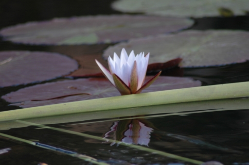 Waterlily reflection 